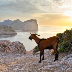 Lone Goat Standing Proud on Mediterranean Cliffs at Sunset with Breathtaking Sea Views and Lush Greenery