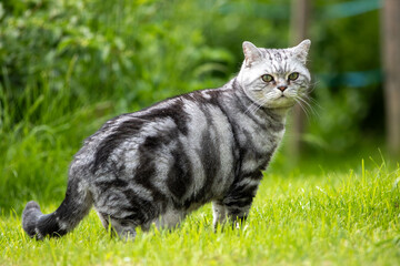 British Short Hair Cat - Silver Tabby