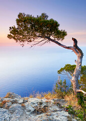 amazing Sunrise Over the Mediterranean Cliffs with a Lone, Wind-Bent Pine Tree Standing Against the Horizon