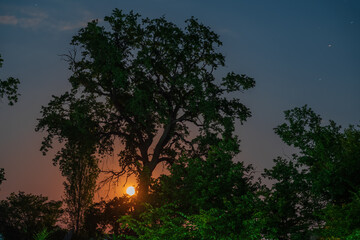 Full moon rising over the forest