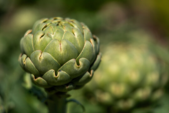 Artichoke growing in garden, close-up of green artichoke bud