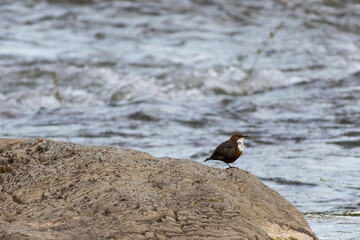 European dipper standing on a rock beside a fast river, watching the flowing water in its natural habitat