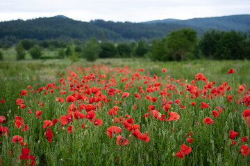 Vibrant red poppies blooming across a lush green meadow with forested hills in the distance. A peaceful rural landscape capturing the beauty of wild nature in spring or early summer