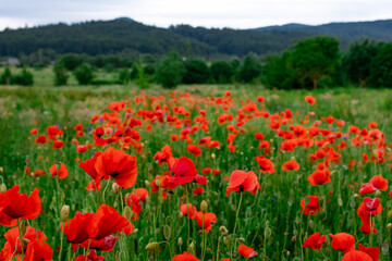 Vibrant field of red poppies blooming across a lush green meadow with forested hills in the background. A peaceful countryside landscape symbolizing beauty, serenity, and natural harmony