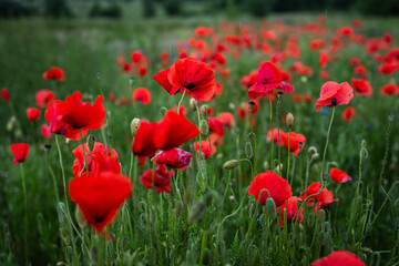 Field of bright red poppies blooming in lush green grass. A colorful and peaceful summer landscape capturing the delicate beauty of wildflowers and the freshness of countryside nature