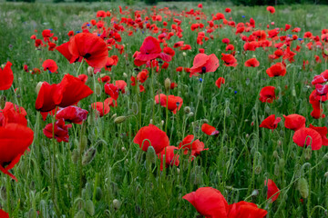 Vibrant red poppies blooming in a lush green meadow. A colorful summer landscape showcasing the delicate beauty of wildflowers and the peaceful charm of rural countryside nature