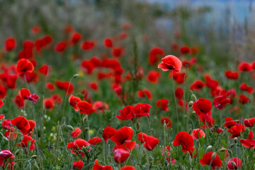 Obraz premium Vivid red poppies blooming in a wild green meadow under natural daylight. A beautiful summer scene symbolizing peace, remembrance, and the delicate charm of wildflowers in nature
