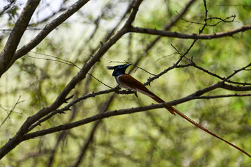 Indian Paradise Flycatcher in Forest sitting on a tree