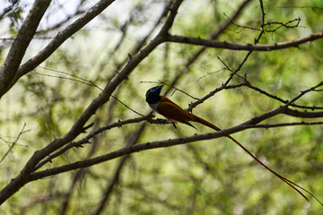 Indian Paradise Flycatcher in Forest sitting on a tree