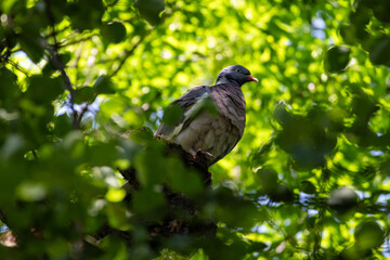 Wood pigeon perched on a tree branch surrounded by fresh green leaves in bright sunlight. Peaceful wildlife photo representing nature, calmness, and freedom in the forest