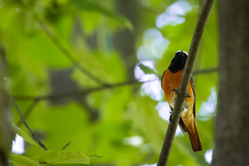 Colorful bird with bright orange plumage perched on a branch in a lush green forest, captured in soft natural light. Perfect wildlife and nature photo symbolizing beauty and freedom