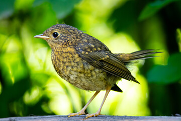 Small brown bird perched on a wooden surface surrounded by soft green forest background, captured in natural sunlight. Perfect wildlife and nature image for environmental themes
