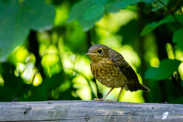 A young brown bird perched on a wooden branch surrounded by green forest leaves. Peaceful wildlife moment symbolizing growth, nature harmony, and the beauty of natural life
