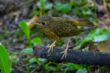 A young brown bird standing on a branch surrounded by green grass and forest leaves. Natural wildlife moment showing curiosity, growth, and connection with the wild environment