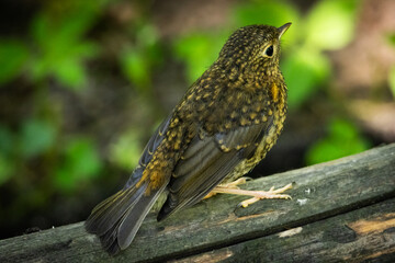 A young brown bird resting on a wooden branch in the forest. Peaceful wildlife scene symbolizing growth, innocence, and the natural connection between animals and their habitat