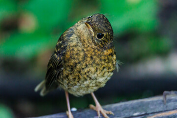 Close-up of a curious young brown bird tilting its head while standing on a wooden branch. Captures innocence, curiosity, and the charming beauty of wildlife in nature.