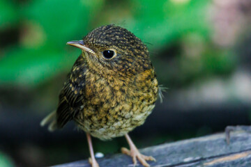 Close-up of a small brown bird perched on a wooden branch in a lush green forest. Peaceful wildlife moment expressing innocence, curiosity, and the quiet charm of nature