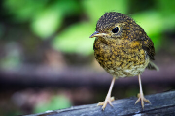 Close-up of a young bird perched on a branch in a natural green environment. Adorable wildlife photo symbolizing innocence, freedom, and the beauty of nature and spring life