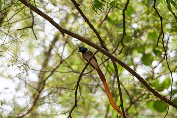 Indian Paradise Flycatcher in Forest sitting on a tree