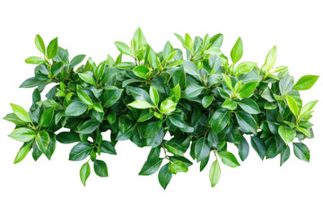Obraz premium Observe Green Foliage Isolated, Captures Natural Beauty and Adds Botanical Concept
