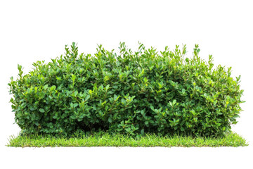 Obraz premium Green Bush Grows Next To Grass On Black Background In Landscape Theme