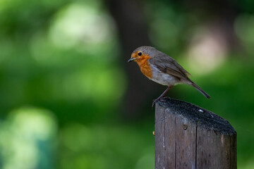 European robin perched on a wooden post in soft natural light with a lush green background. Peaceful wildlife photo symbolizing spring, calmness, and connection with nature