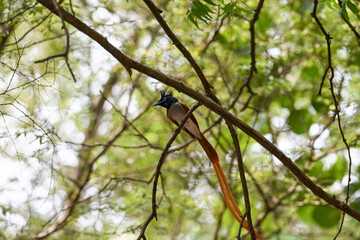 Indian Paradise Flycatcher in Forest sitting on a tree