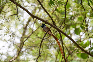 Indian Paradise Flycatcher in Forest sitting on a tree