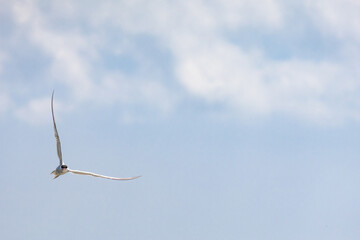Obraz premium A lone bird glides gracefully under a soft blue sky with scattered clouds. A minimalist nature scene capturing the beauty of freedom, peace, and the boundless space of the sky