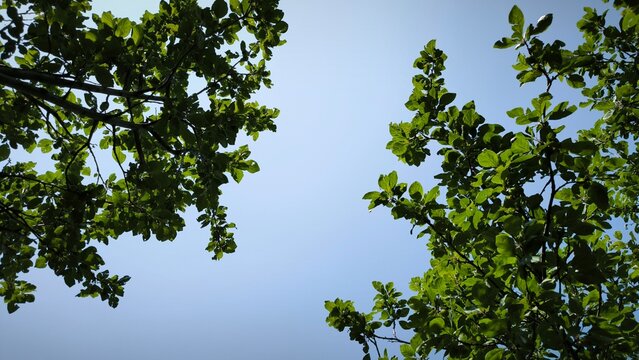 green leaves against blue sky