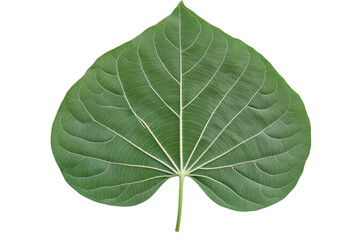 Obraz premium Green Leaf veins are Beautiful, a concept of Growth and Freshness nature!