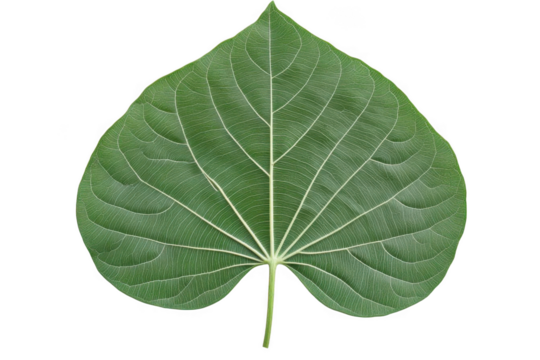 Green Leaf veins are Beautiful, a concept of Growth and Freshness nature!