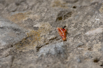 Close-up of a small dry brown leaf lying on a textured stone surface. Minimal nature background symbolizing autumn, solitude, and the passage of time. Perfect for design and conceptual themes