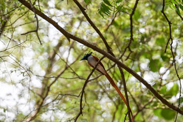 Indian Paradise Flycatcher in Forest sitting on a tree
