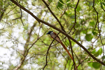 Indian Paradise Flycatcher in Forest sitting on a tree