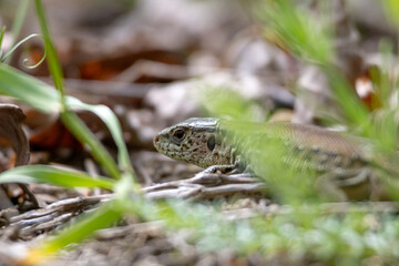 Close-up photo of a wild lizard hiding among dry leaves and green grass in a natural forest habitat. Perfect for wildlife, biology, and nature-related projects or educational materials