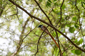 Indian Paradise Flycatcher in Forest sitting on a tree