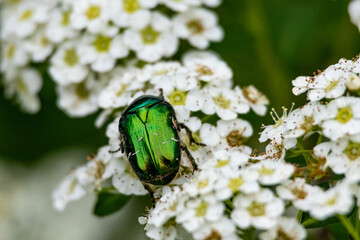 Close-up macro shot of a metallic green beetle on white spirea flowers. The vibrant iridescent insect contrasts beautifully with the delicate floral details, capturing the essence of spring nature