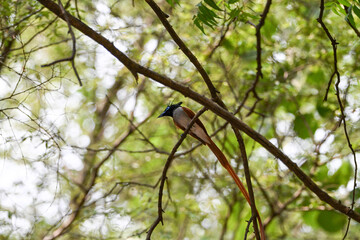 Indian Paradise Flycatcher in Forest sitting on a tree