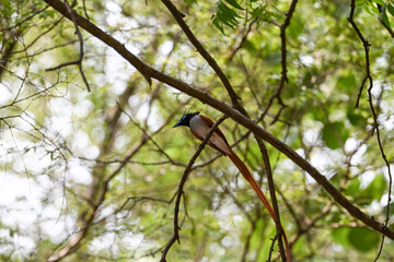 Indian Paradise Flycatcher in Forest sitting on a tree