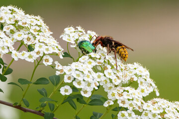 Hornet attacking a metallic green beetle on white spirea flowers. Macro wildlife shot showing the dramatic moment of insect interaction and the raw power of nature