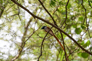 Indian Paradise Flycatcher in Forest sitting on a tree