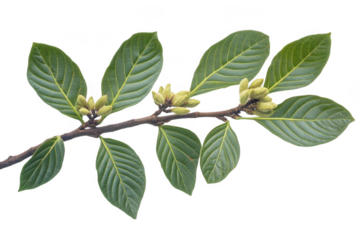 Examine Plant Branch With Bud And Leaves, Botany Concept