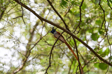 Indian Paradise Flycatcher in Forest sitting on a tree