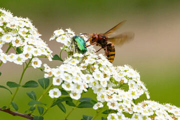 Hornet and green beetle on white spirea flowers. A dramatic macro wildlife moment showing interaction between insects in nature, full of motion, detail, and contrast