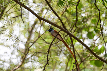 Indian Paradise Flycatcher in Forest sitting on a tree