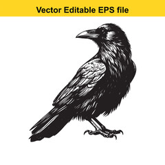 A vector drawing of a crow, in black and white, facing right, perched and looking alert