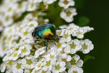 Close-up of a metallic green beetle on white spirea flowers. Macro photo capturing the details, colors, and textures of nature with vibrant contrast and natural beauty
