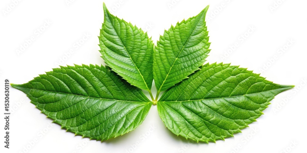 Canvas Prints green leaf with four pointed tips
