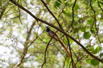 Indian Paradise Flycatcher in Forest sitting on a tree